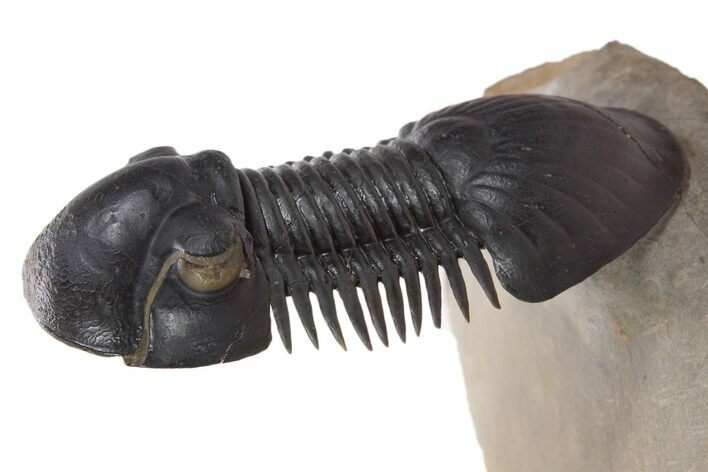 Flying Paralejurus Trilobite - Atchana, Morocco #339609